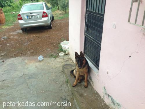 paşa Erkek Alman Çoban Köpeği