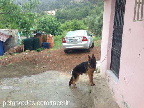 paşa Erkek Alman Çoban Köpeği