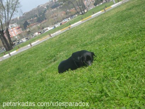 Şampİyon Erkek Labrador Retriever