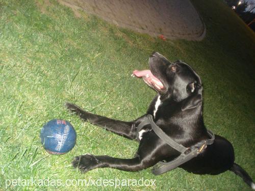 Şampİyon Erkek Labrador Retriever