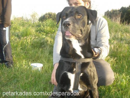 Şampİyon Erkek Labrador Retriever