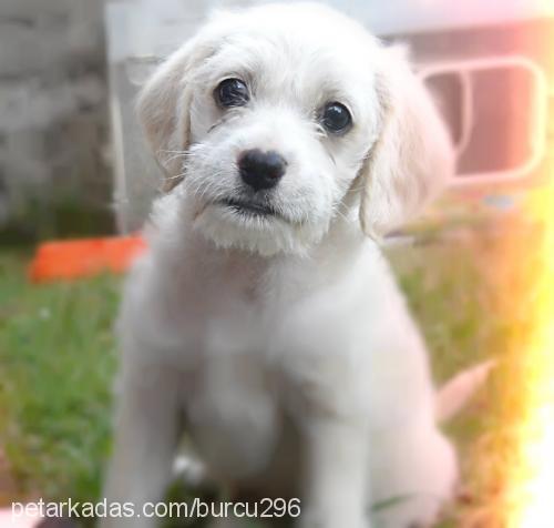 pako Erkek Amerikan Cocker Spaniel