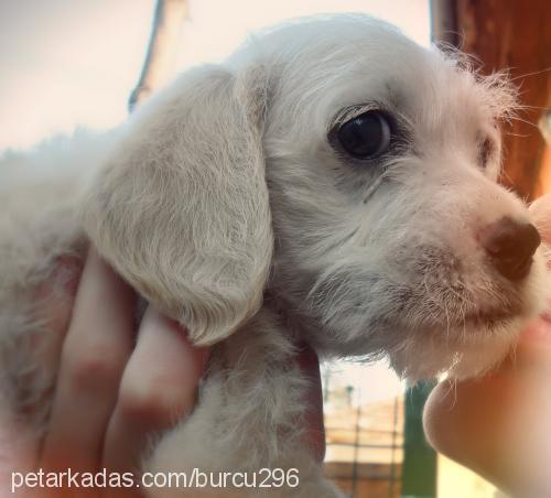 pako Erkek Amerikan Cocker Spaniel