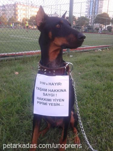 rocky Erkek Doberman Pinscher