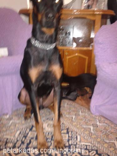 rocky Erkek Doberman Pinscher