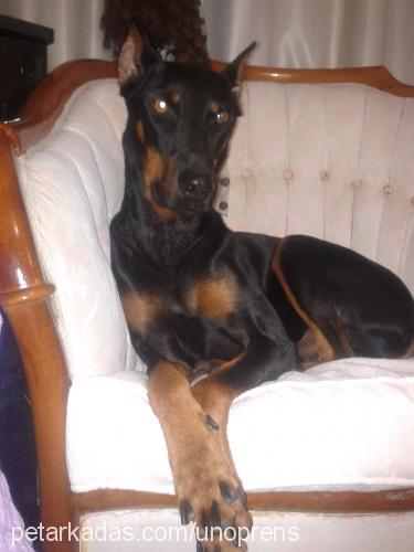 rocky Erkek Doberman Pinscher