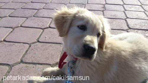 Çakıl Erkek Golden Retriever