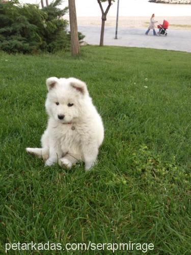 köpük Dişi Samoyed