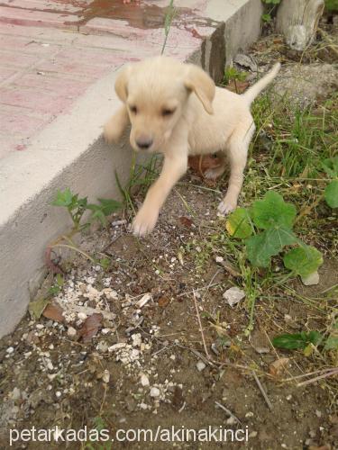 mişa Dişi Labrador Retriever