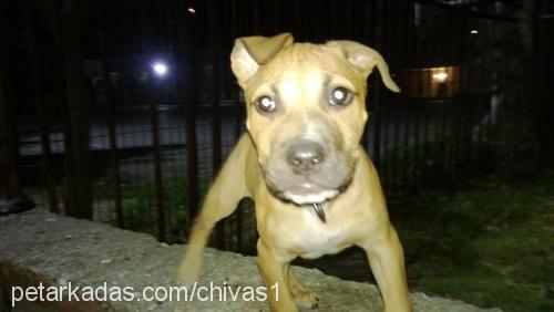 chivas Erkek Amerikan Pitbull Terrier