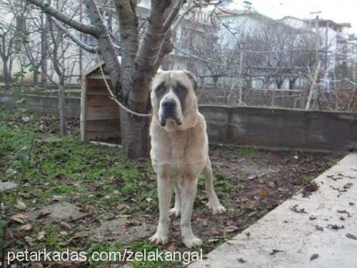 bafi Erkek Kangal