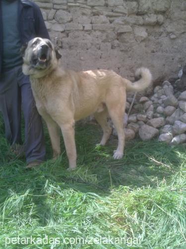 müdür Erkek Kangal