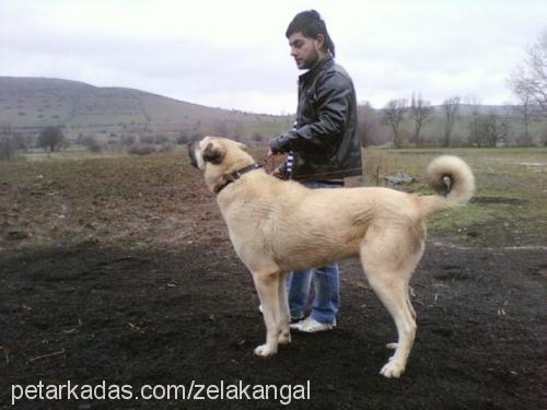 müdür Erkek Kangal