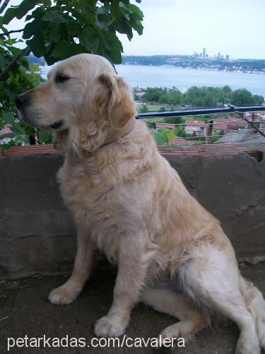 ice Dişi Golden Retriever