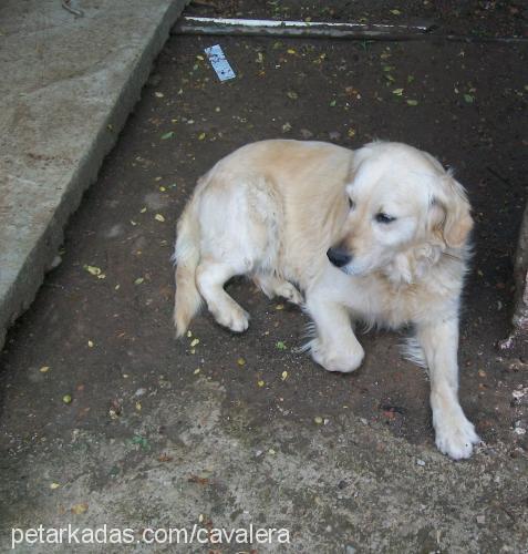 ice Dişi Golden Retriever