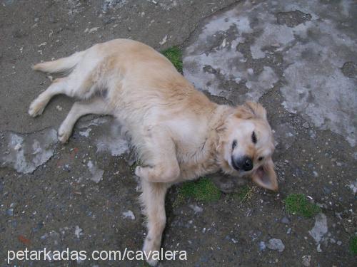 ice Dişi Golden Retriever