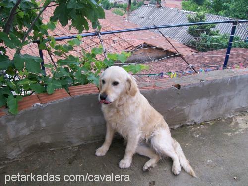 ice Dişi Golden Retriever