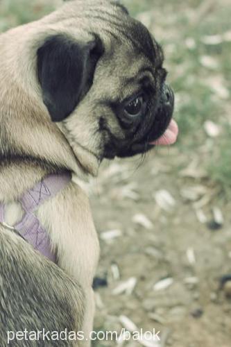 balon Dişi Pug