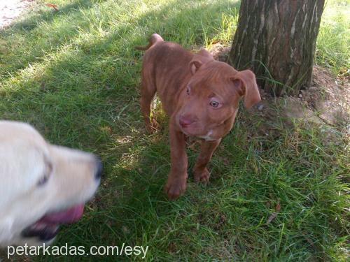 algos Erkek Staffordshire Bull Terrier