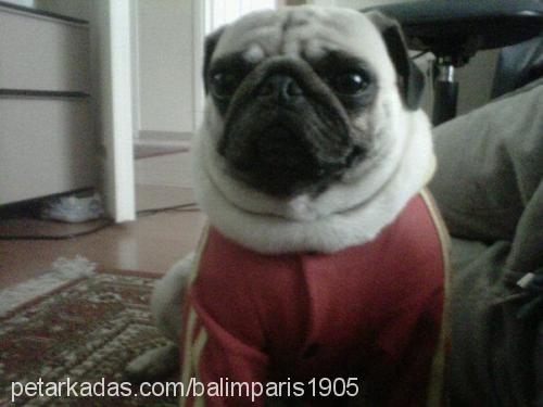 paris Dişi Pug