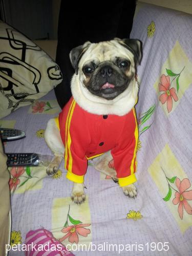 paris Dişi Pug