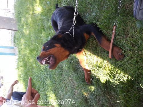 duman Erkek Rottweiler