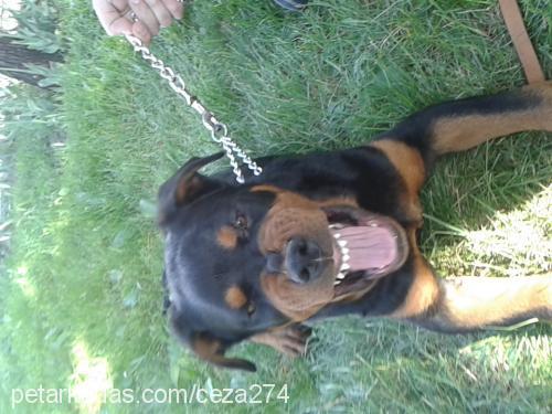 duman Erkek Rottweiler