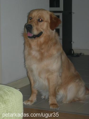 aslan Erkek Golden Retriever