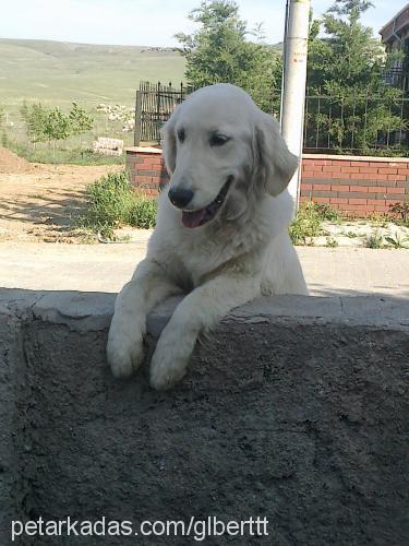 cash Erkek Golden Retriever