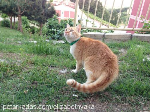 efediablo Erkek Brazilian Shorthair