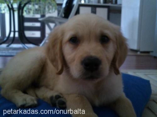 kaju Erkek Golden Retriever