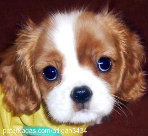 rodİ Erkek King Charles Spaniel