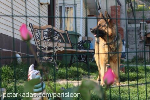 leon Erkek Alman Çoban Köpeği