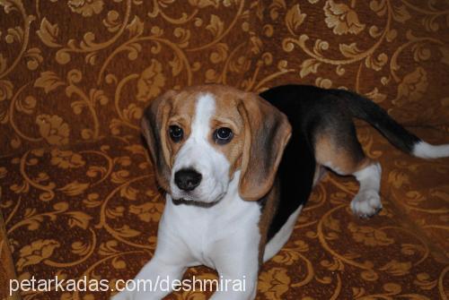 sera Dişi Beagle