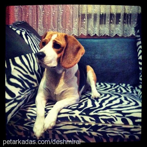 sera Dişi Beagle