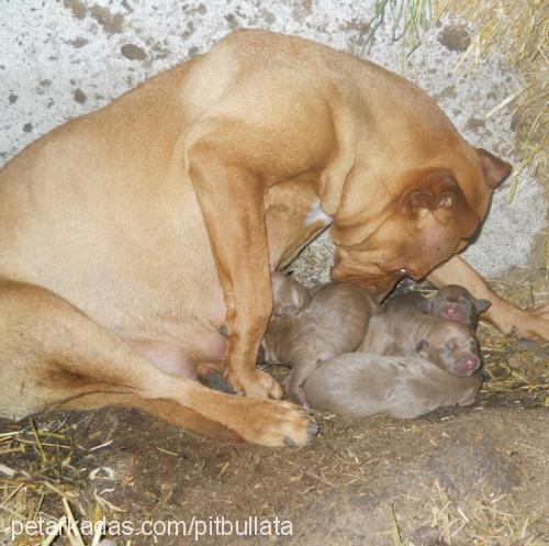 redtorunlar Erkek Amerikan Pitbull Terrier