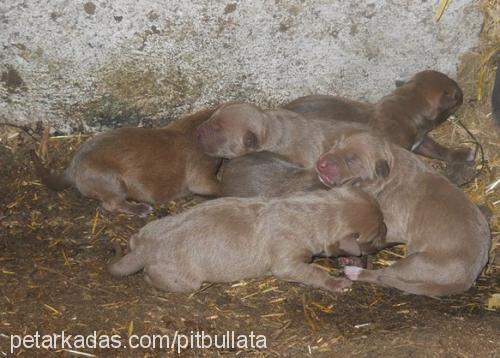 redtorunlar Erkek Amerikan Pitbull Terrier