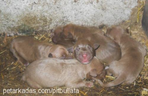 redtorunlar Erkek Amerikan Pitbull Terrier