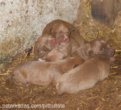 redtorunlar Erkek Amerikan Pitbull Terrier