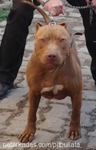 tang Erkek Amerikan Pitbull Terrier