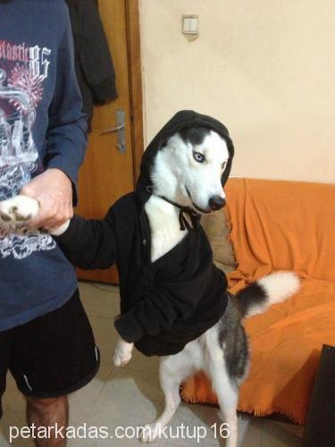 kutup Erkek Sibirya Kurdu (Husky)