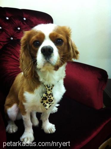 gofret Erkek Cavalier King Charles Spanieli