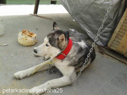 asil Erkek Sibirya Kurdu (Husky)