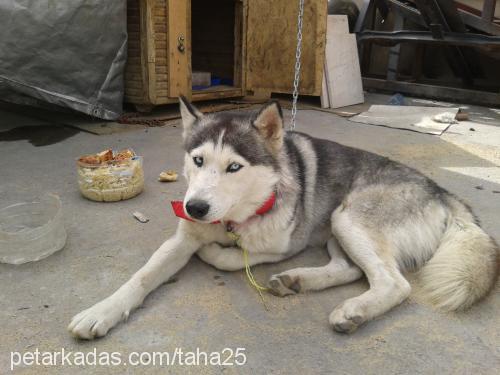 asil Erkek Sibirya Kurdu (Husky)