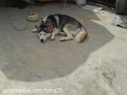 asil Erkek Sibirya Kurdu (Husky)