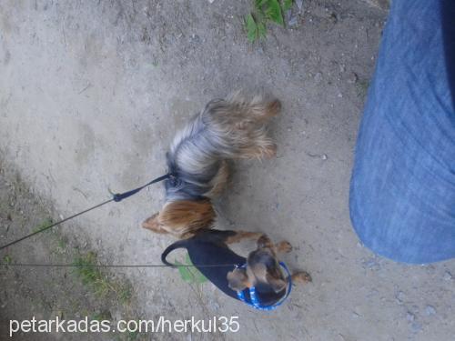 seker Dişi Yorkshire Terrier