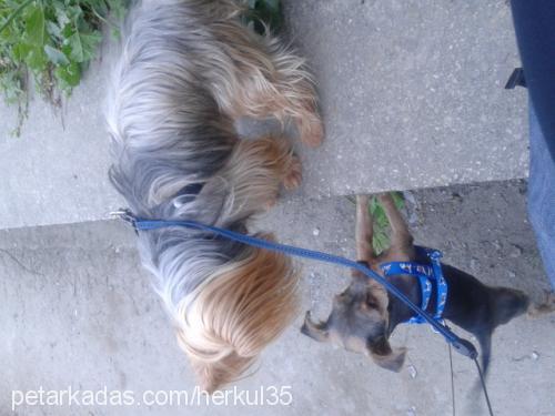 seker Dişi Yorkshire Terrier