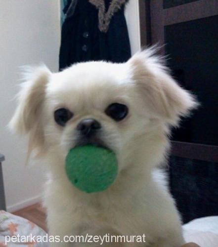 zeytin Dişi Pekingese