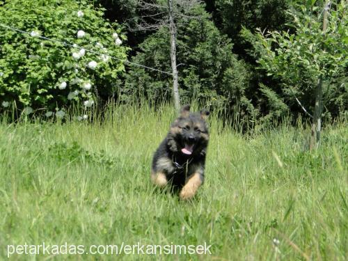 rubi Erkek Alman Çoban Köpeği