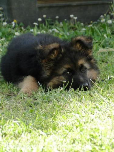 rubi Erkek Alman Çoban Köpeği